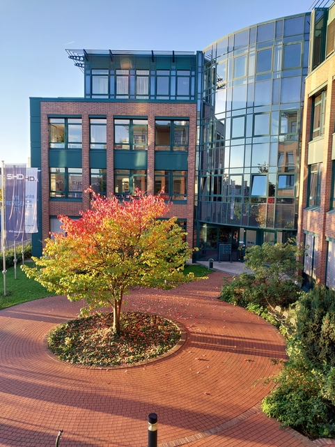 Bunte Baumgruppe umgeben von einem gepflasterten Weg vor dem SHD Büro in Dresden.